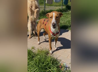 Zulu - ein wunderschöner Podenco