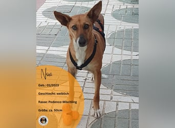 NOA