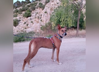 NOA