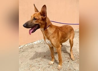 Harvey - clever und sportlich / Bereits in DE