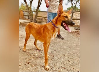 Harvey - clever und sportlich / Bereits in DE