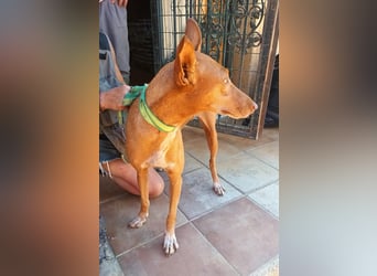 Duna - Podenco Andaluz Hündin - offen, freundlich, neugierig