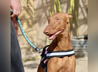 Skay - Offen, lernwillig und zutraulich