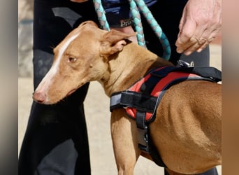 Sultan - zutraulich, lernwillig und aufmerksam