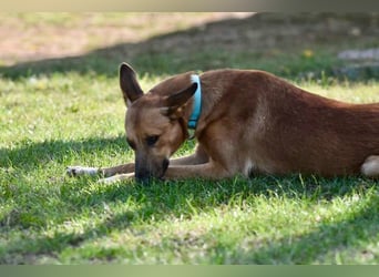 Harvey - clever und sportlich / Bereits in DE