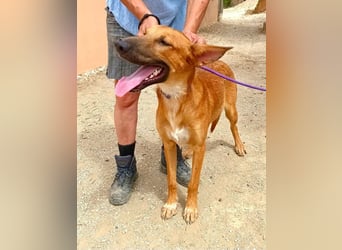 Harvey - clever und sportlich / Bereits in DE