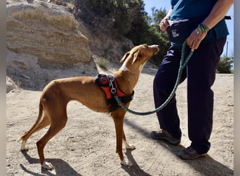 Amapola - zutraulich, freundlich und offen