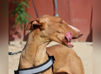 Sultan - zutraulich, lernwillig und aufmerksam