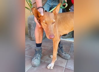 Duna - Podenco Andaluz Hündin - offen, freundlich, neugierig