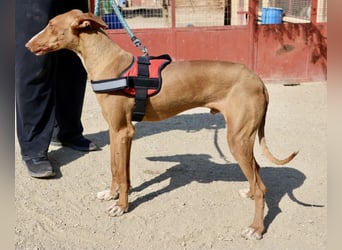 Sultan - zutraulich, lernwillig und aufmerksam