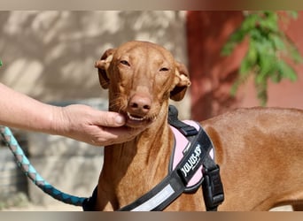 Skay - Offen, lernwillig und zutraulich