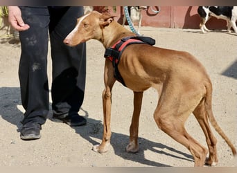 Sultan - zutraulich, lernwillig und aufmerksam