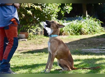 Harvey - clever und sportlich / Bereits in DE