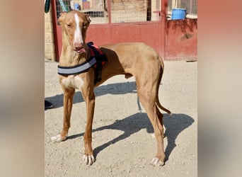 Sultan - zutraulich, lernwillig und aufmerksam