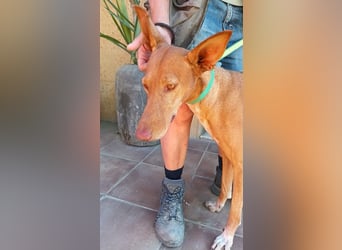 Duna - Podenco Andaluz Hündin - offen, freundlich, neugierig