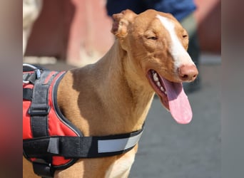 Sultan - zutraulich, lernwillig und aufmerksam