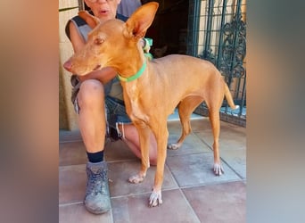 Duna - Podenco Andaluz Hündin - offen, freundlich, neugierig