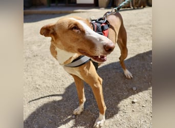 Amapola - zutraulich, lernwillig und aufmerksam