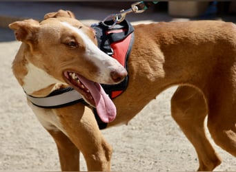 Amapola - zutraulich, lernwillig und aufmerksam