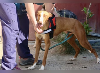 Amapola - zutraulich, freundlich und offen