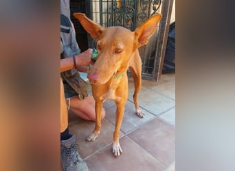 Duna - Podenco Andaluz Hündin - offen, freundlich, neugierig