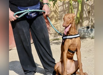 Skay - Offen, lernwillig und zutraulich