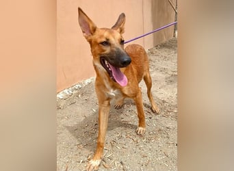Harvey - clever und sportlich / Bereits in DE