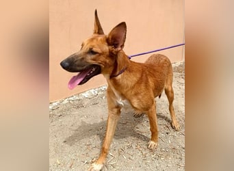 Harvey - clever und sportlich / Bereits in DE