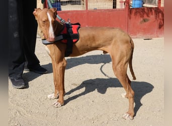 Sultan - zutraulich, lernwillig und aufmerksam