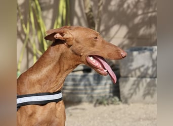 Skay - Offen, lernwillig und zutraulich