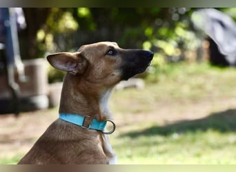 Harvey - clever und sportlich / Bereits in DE