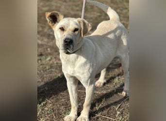 Capona eine wundervolle Hündin