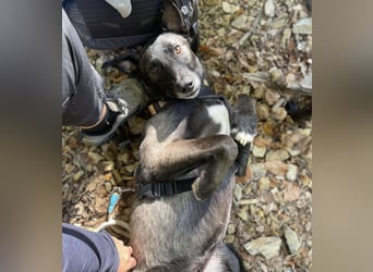 Spiro ein Gute Laune Bringer