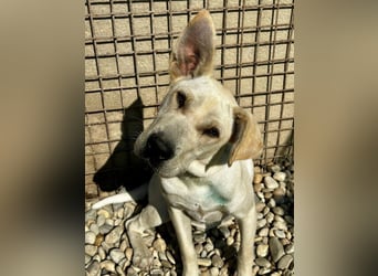 Capona eine wundervolle Hündin