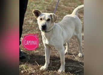 Capona eine wundervolle Hündin