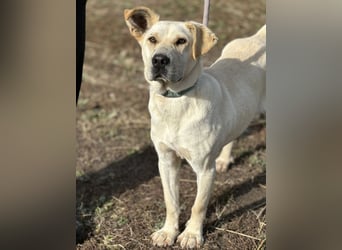 Capona eine wundervolle Hündin