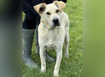 Capona eine wundervolle Hündin