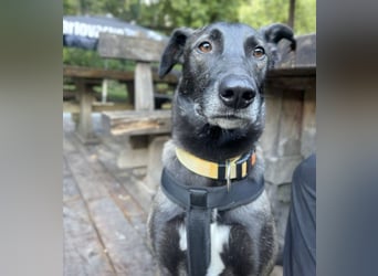 Spiro ein Gute Laune Bringer