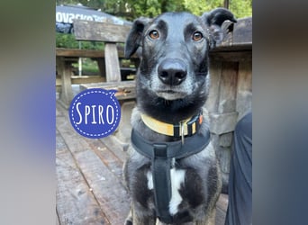 Spiro ein Gute Laune Bringer