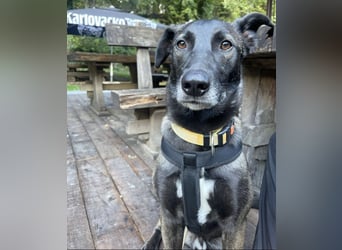 Spiro ein Gute Laune Bringer