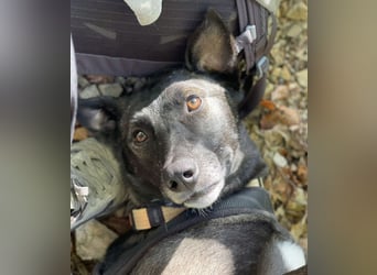 Spiro ein Gute Laune Bringer