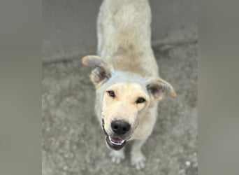 Capona eine wundervolle Hündin