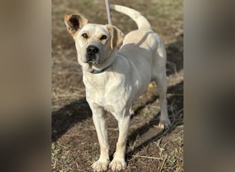 Capona eine wundervolle Hündin