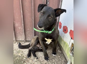 Spiro ein Gute Laune Bringer