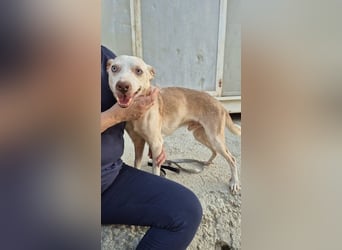 Notfall Dylan, sensibel, liebevoll und dankbar