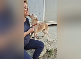 Notfall Dylan, sensibel, liebevoll und dankbar