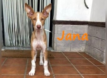 Jana2 geb. 03/2025 (in Deutschland) - bezaubernde Podenco Ibicenco Junghündin!