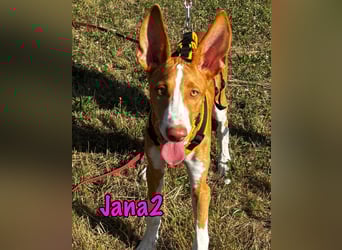 Jana2 geb. 03/2025 (in Deutschland) - bezaubernde Podenco Ibicenco Junghündin!