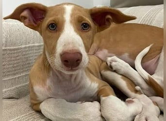 Jana2 geb. 03/2025 (in Deutschland) - bezaubernde Podenco Ibicenco Junghündin!
