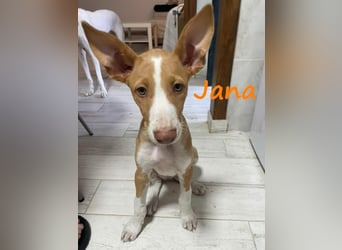Jana2 geb. 03/2025 (in Deutschland) - bezaubernde Podenco Ibicenco Junghündin!